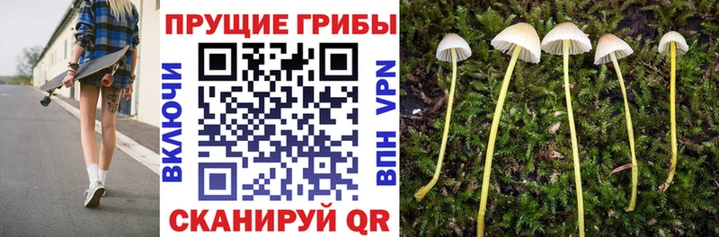 Псилоцибиновые грибы прущие грибы  Трубчевск 